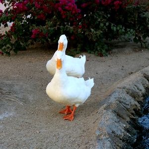 Meet your Posher, Monique